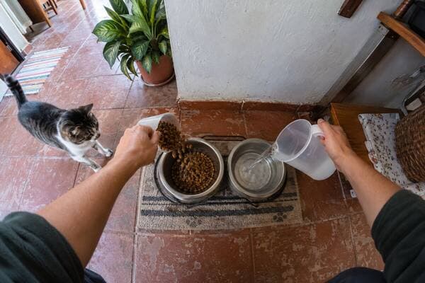 First-person view: feed the cat