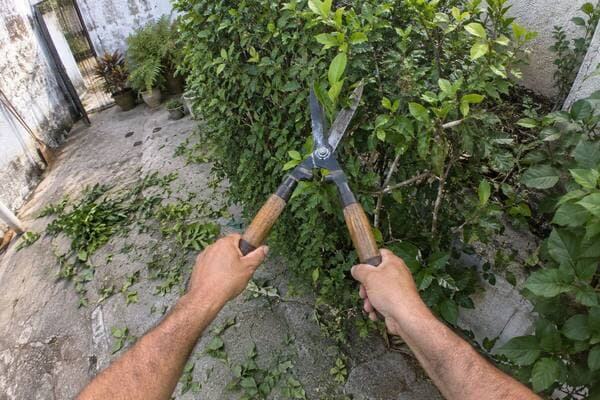 First-person view: trim the hedges