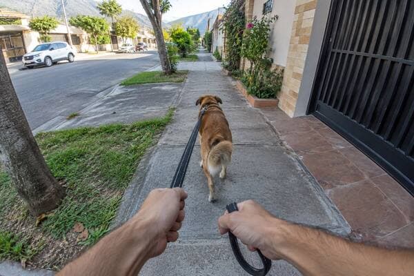 First-person view: walk the dog